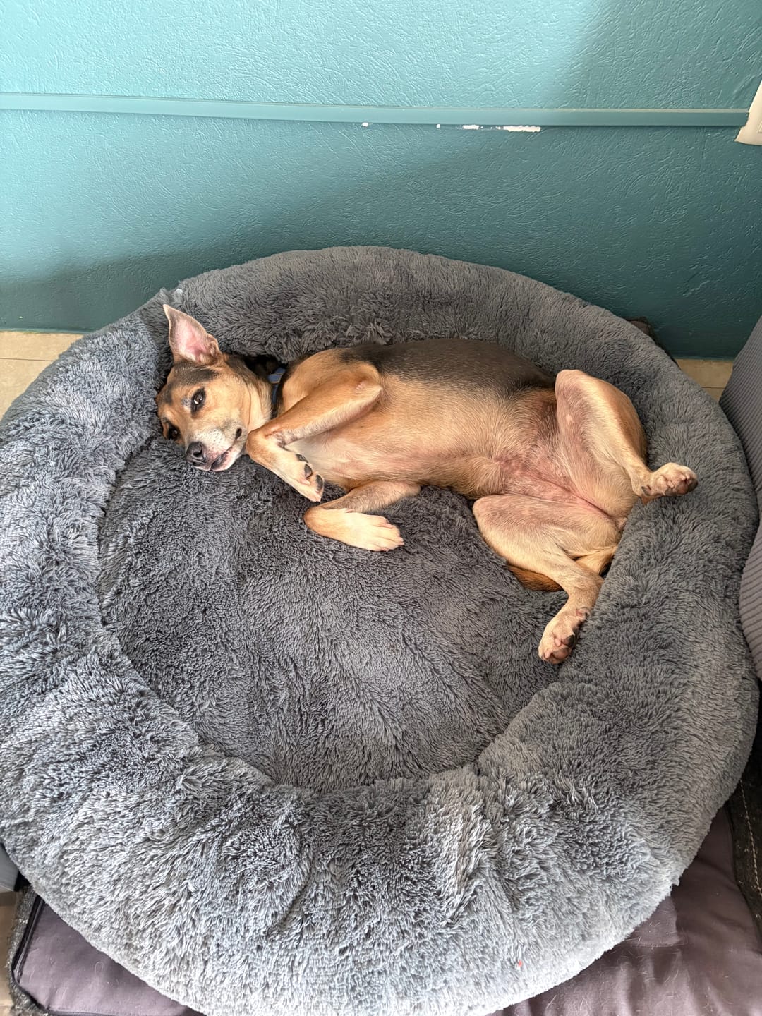 Customer photo review of Cama Antiestrés para Perros