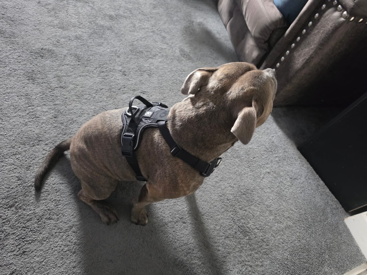 Customer photo review of Anti Pull Hurricane Harness Lighter | With Handle - Black