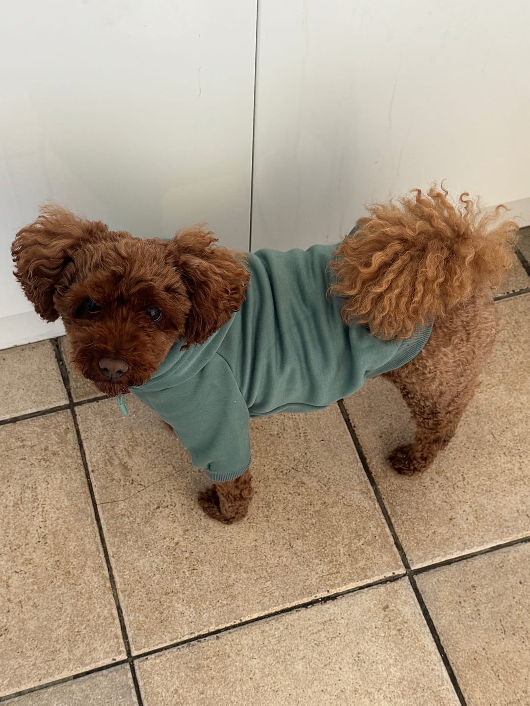 Customer photo review of Essential Dog Hoodie - Teal