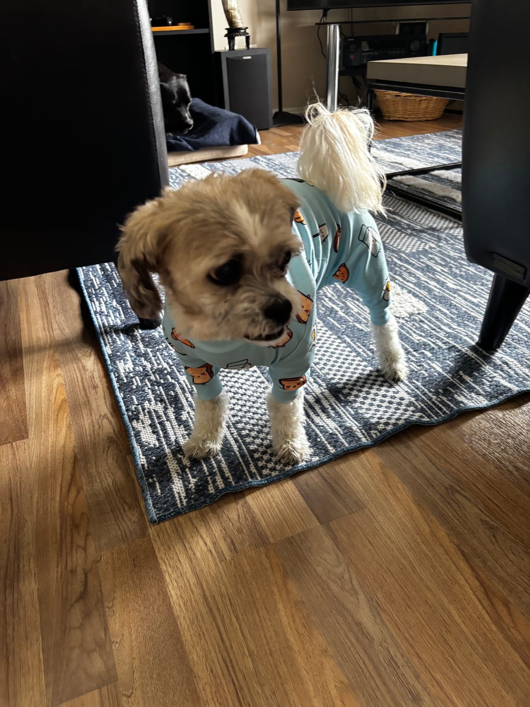 Customer photo review of Dog Pajama - Breakfast Blue