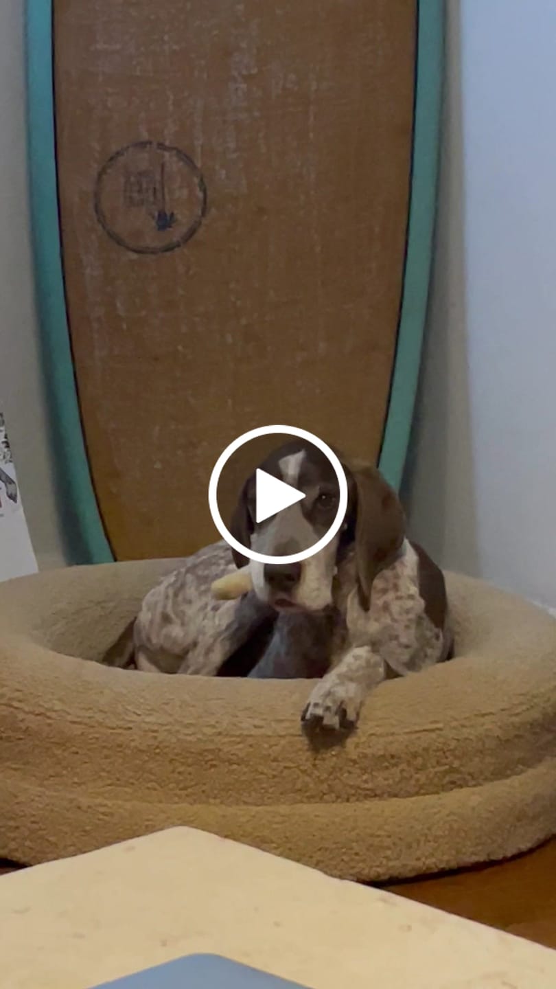 Customer video review of Mini Kangaroo Skin Rolls - Small Dog Chews!  (10 Pack)