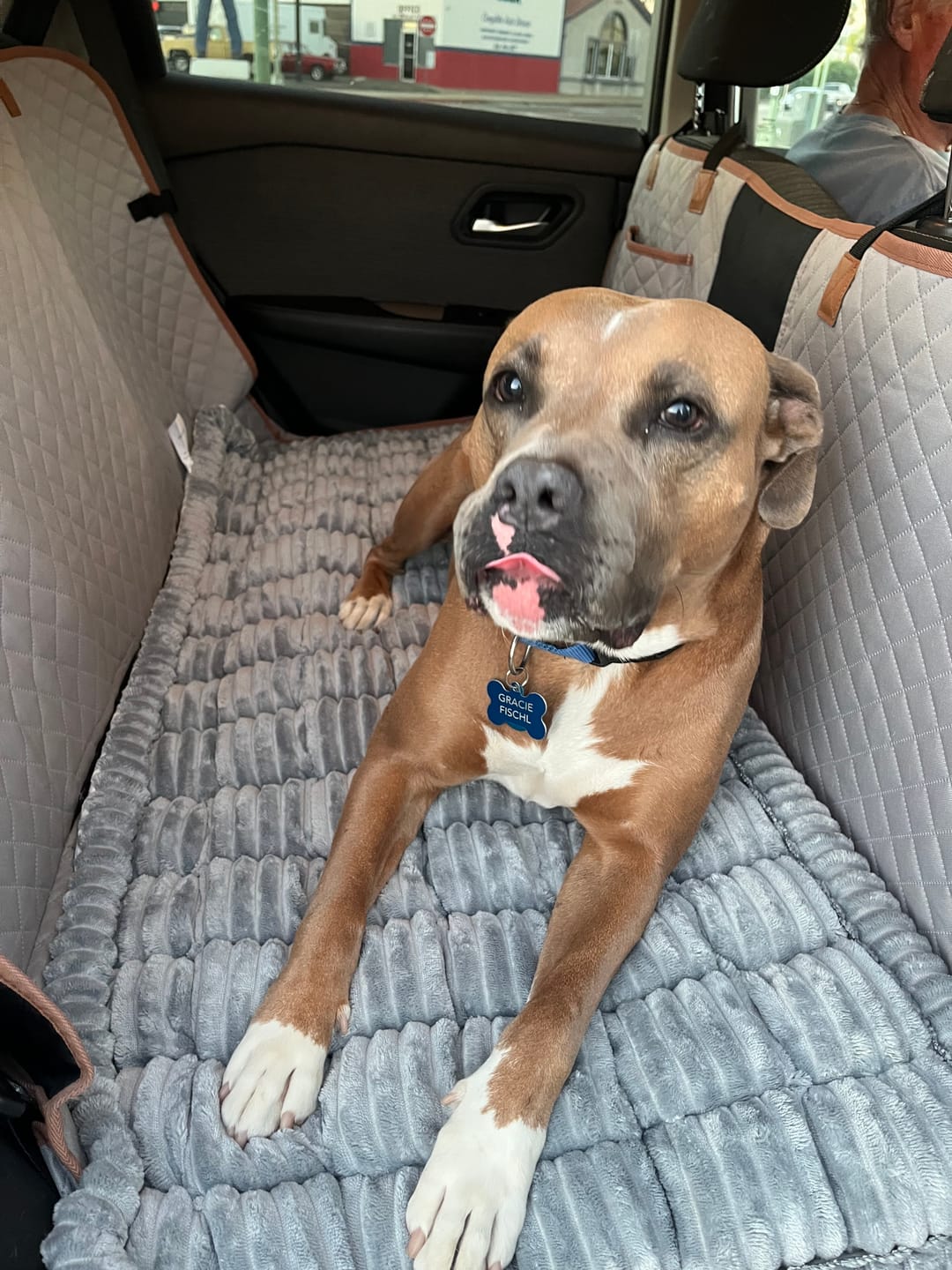 Customer photo review of Thickened Dog Bed for Car Back Seat & Couch