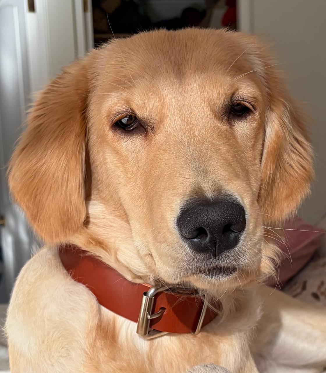 Customer photo review of Collar Lassie Whisky/Whisky B38