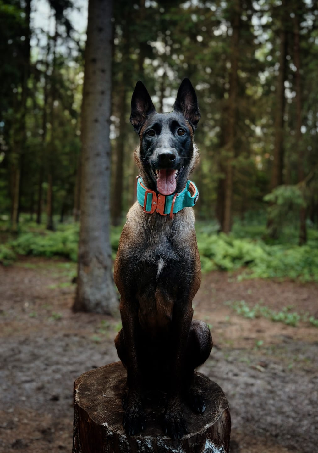 Customer photo review of 5cm Lighter Combat® Collar | With Handle & Secure Clip - Turquoise x Orange