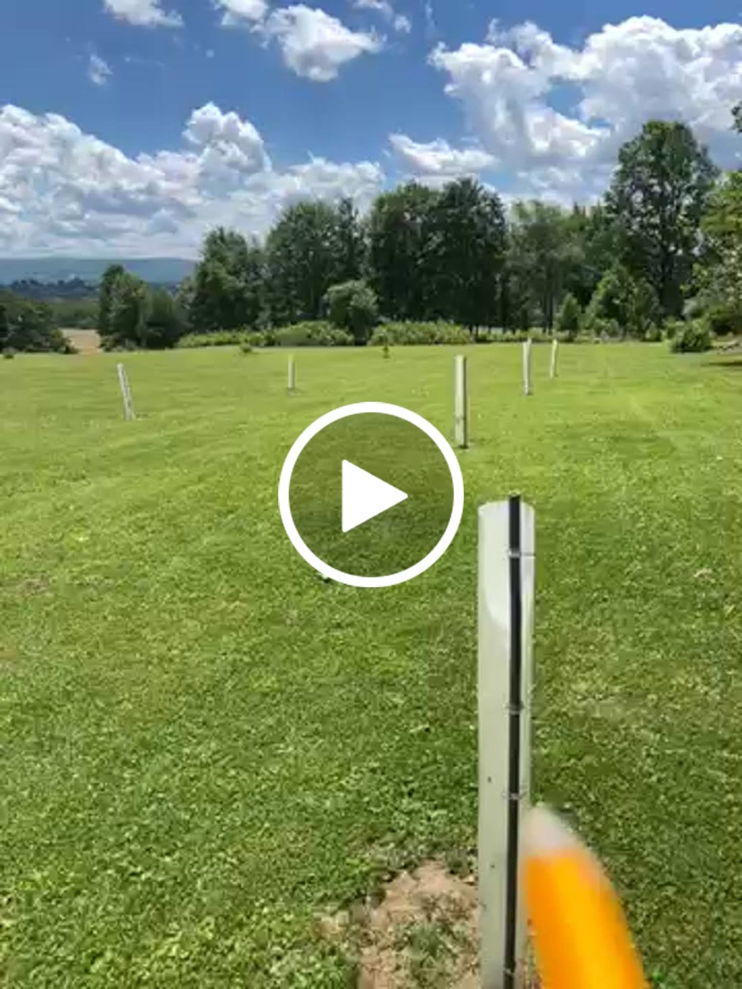 Customer video review of Late Drop American Persimmon