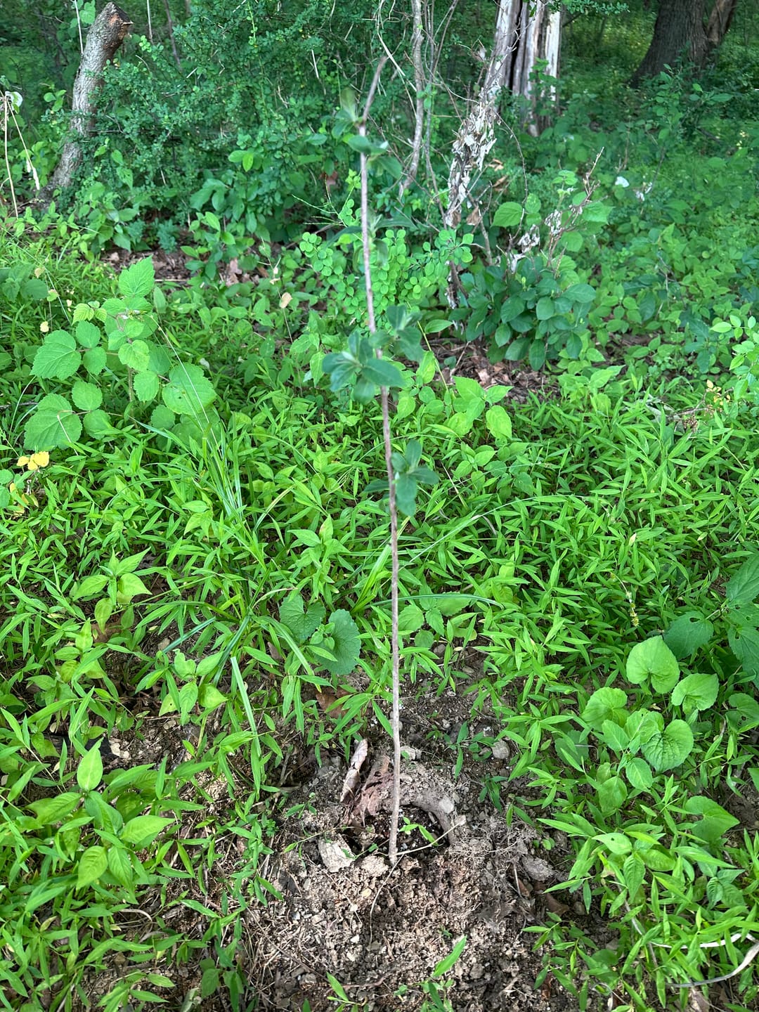 Customer photo review of Hybrid Chestnut