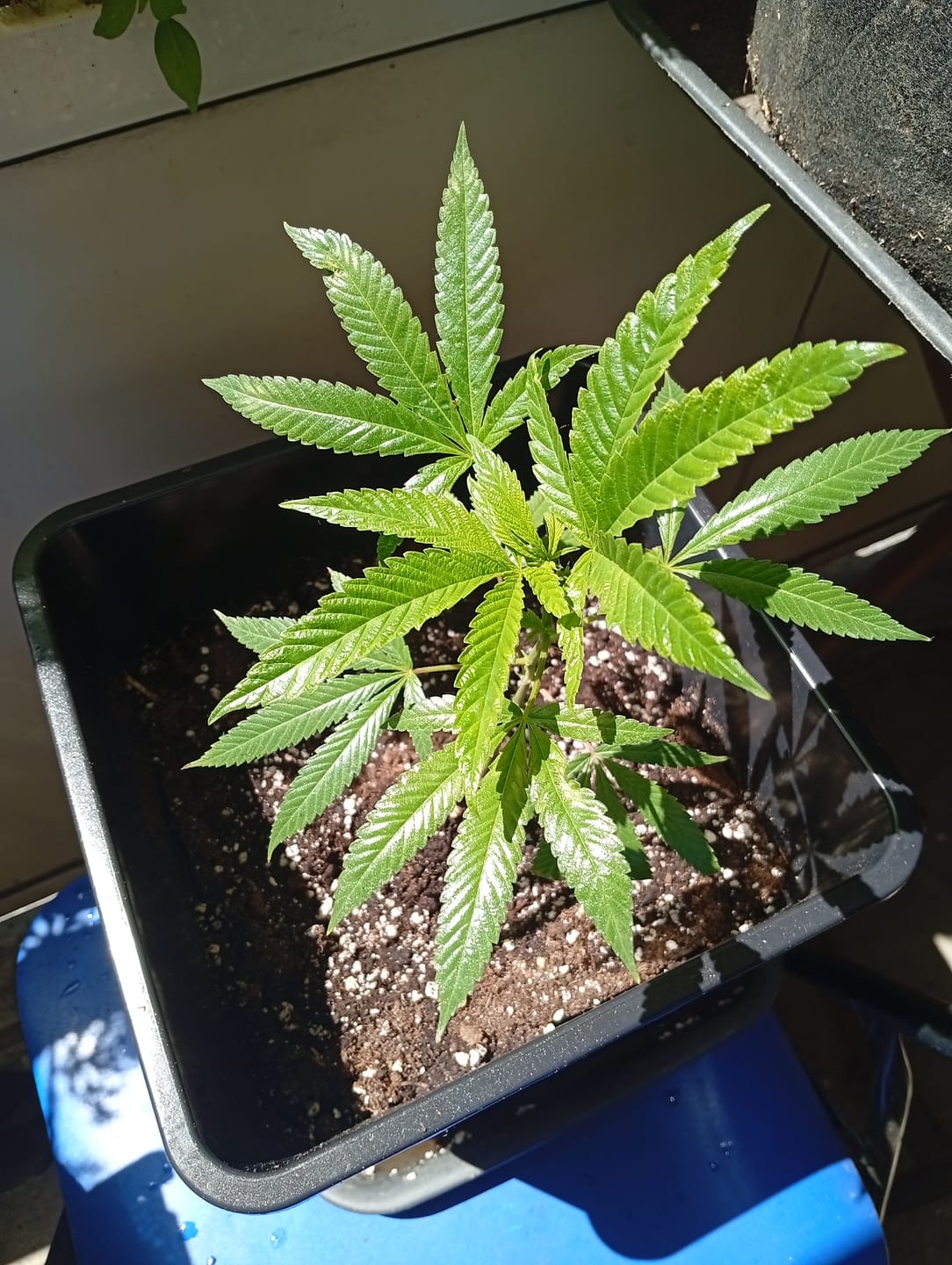 Customer photo review of Mango Kush Steckling