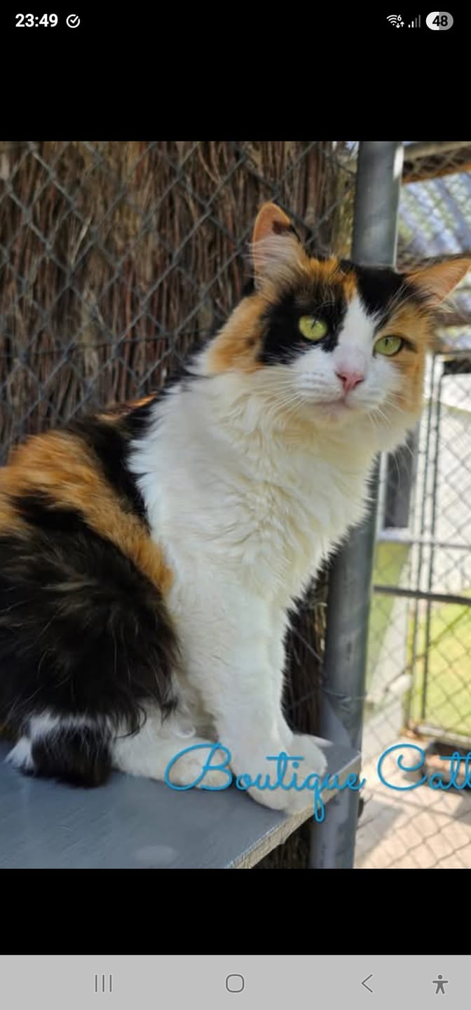 Customer photo review of NexGard SPECTRA for Large Cats 2.5-7.4kg