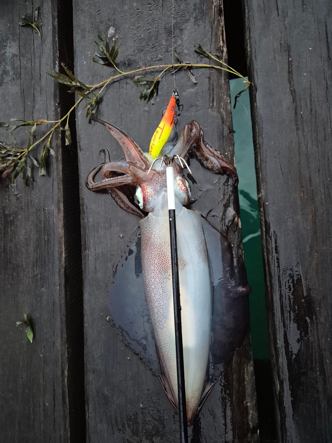 Customer photo review of Tsuriou 4m Telescopic Squid Landing Gaff