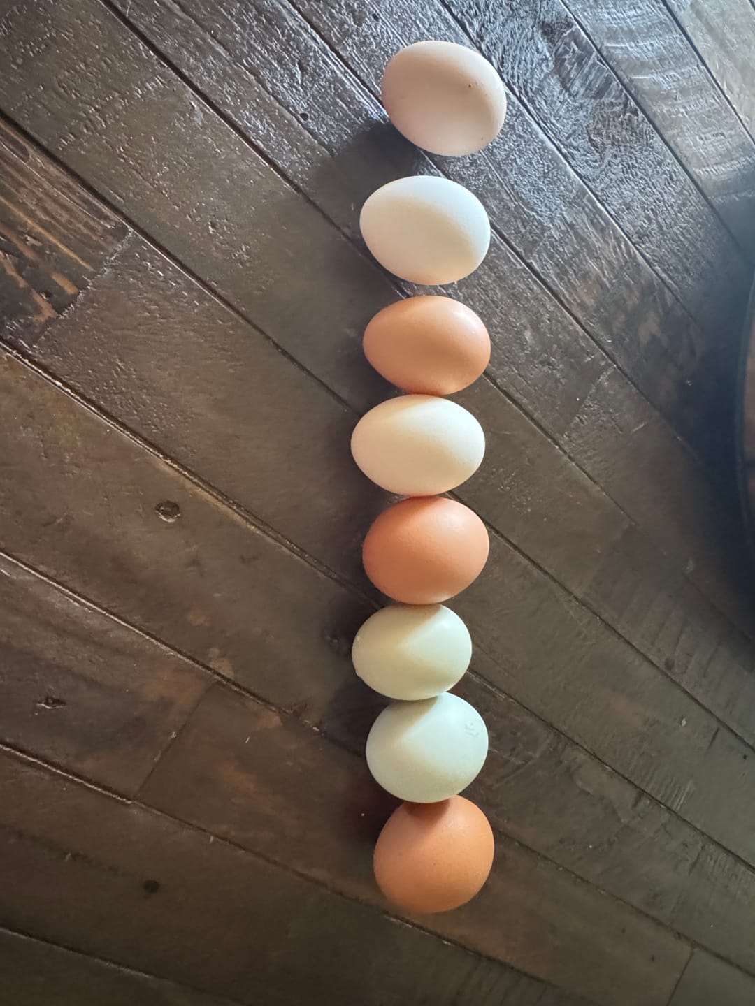 Customer photo review of Daily Worm Defense + Gut Support