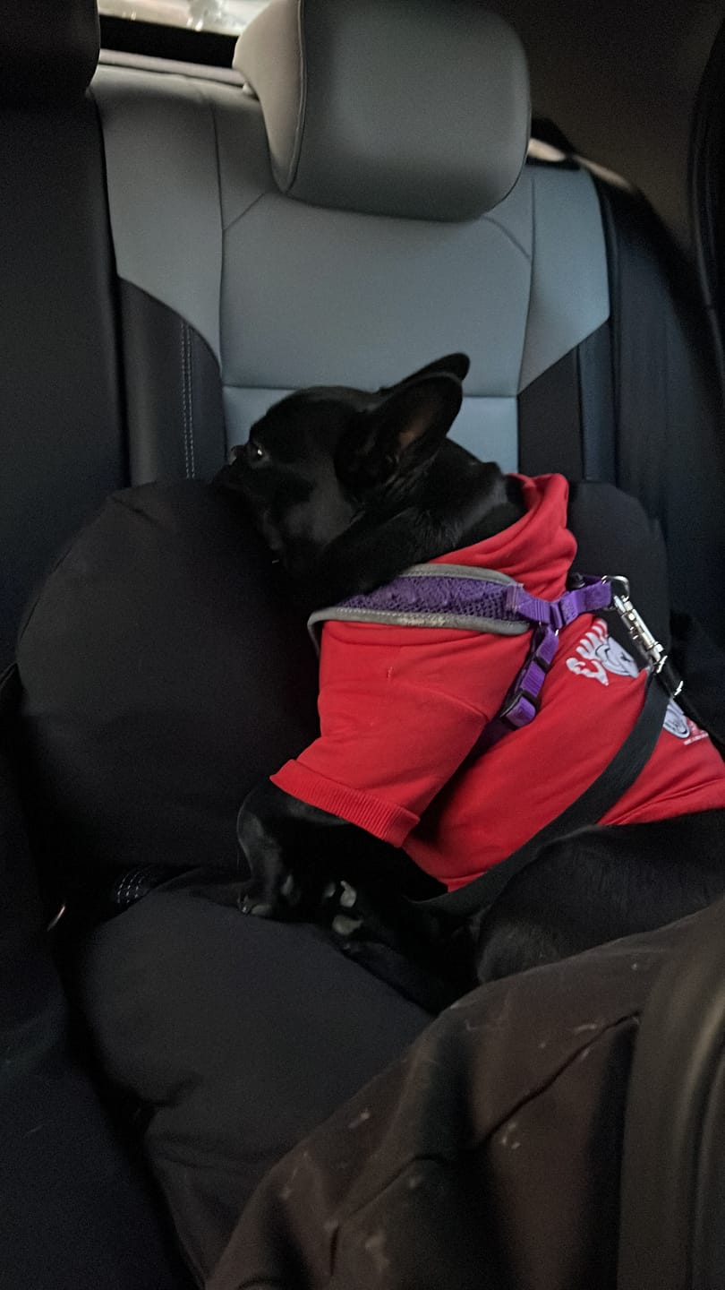 Customer photo review of Asiento Primera Clase THE DOGS — Viajes seguros y cómodos