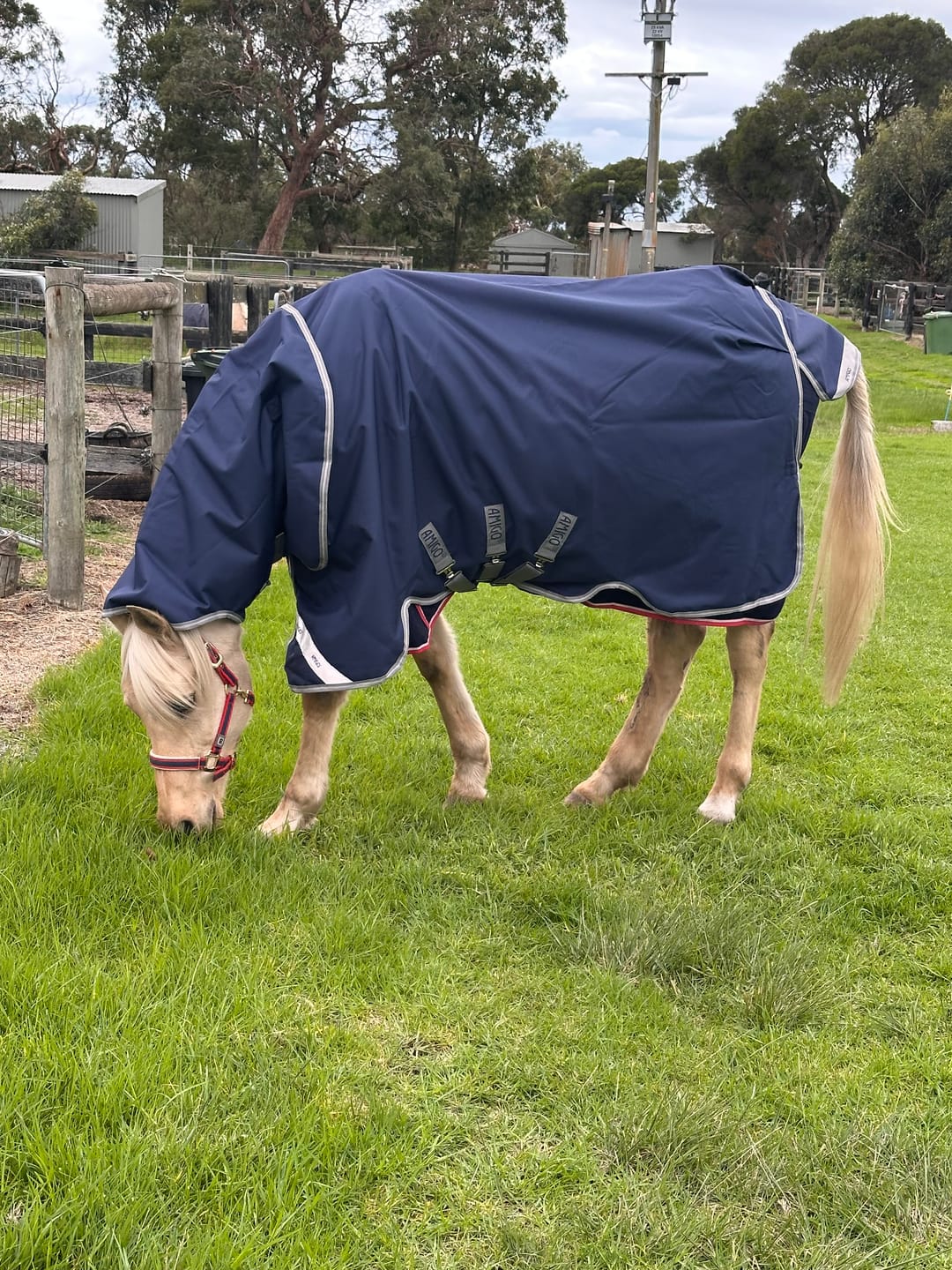 Customer photo review of Amigo 1200D Plus Turnout 50g
