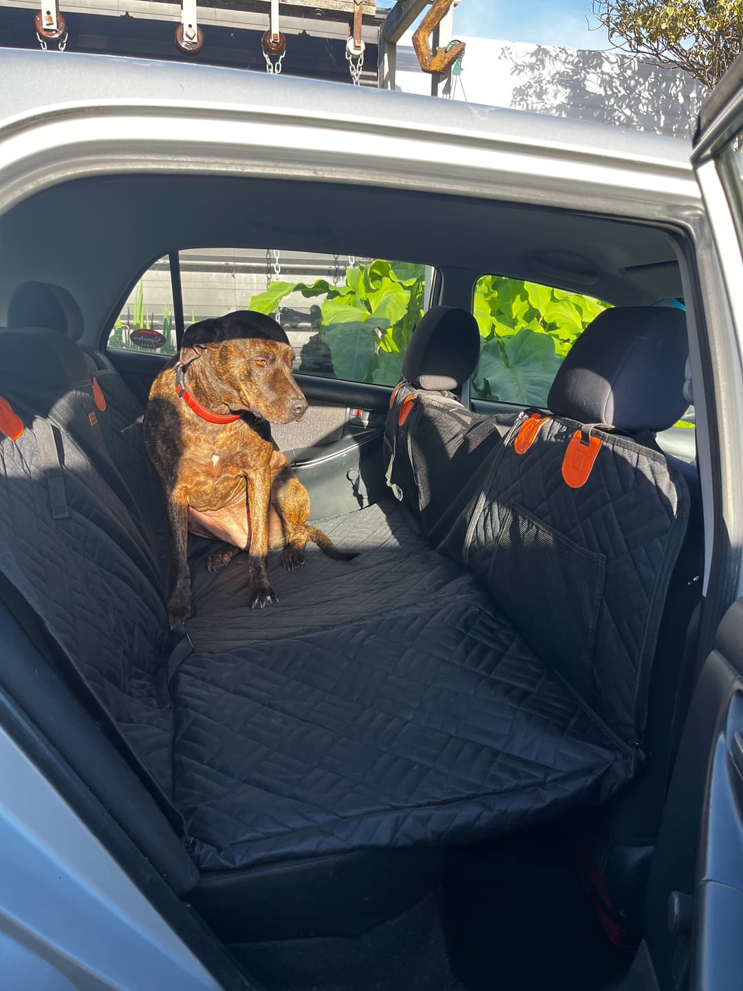 Customer photo review of Companion&Co™ Hard Bottom Car Seat Cover