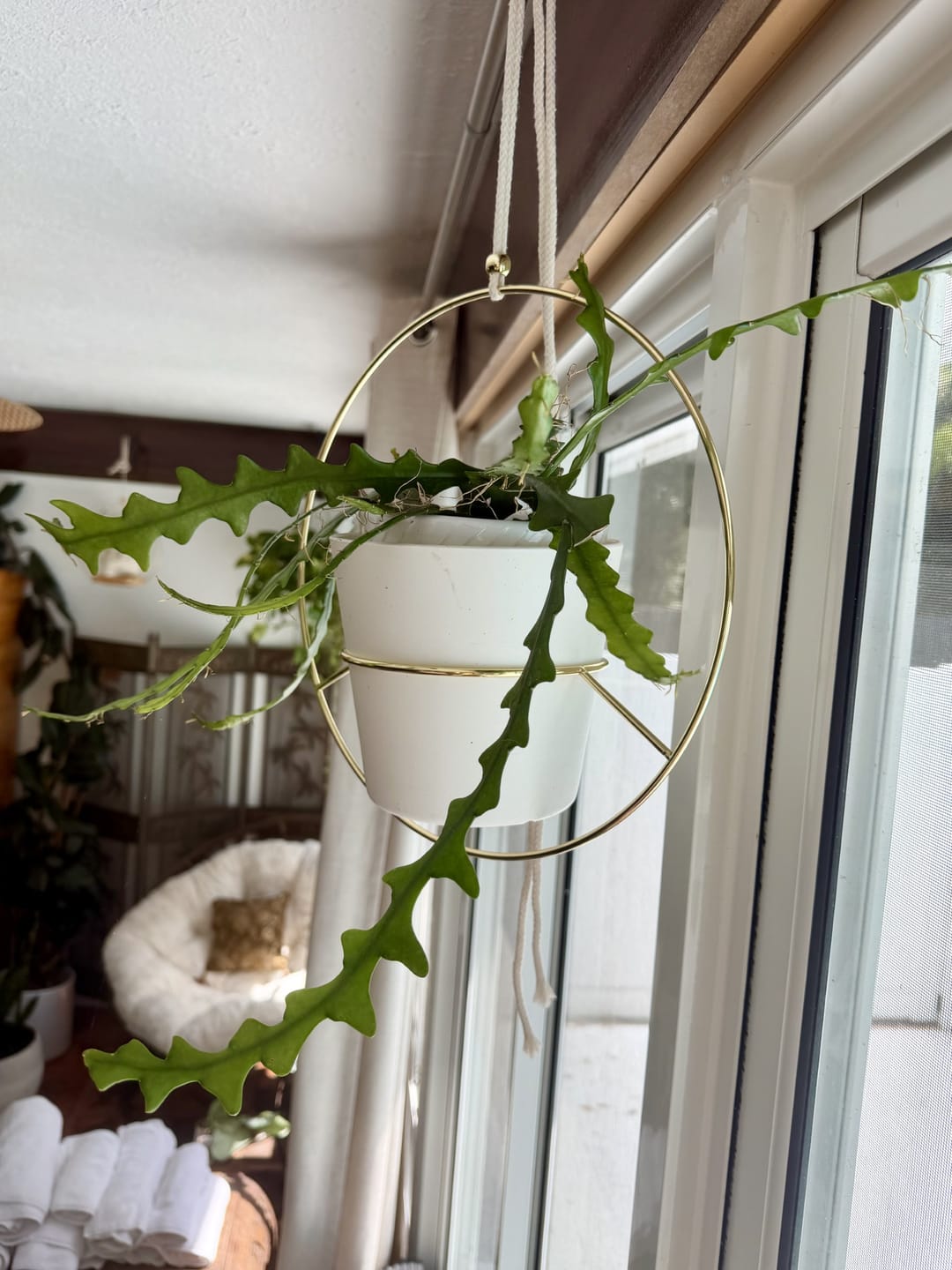 Customer photo review of Cactus Selenicereus anthonyanus "Ric-Rac"