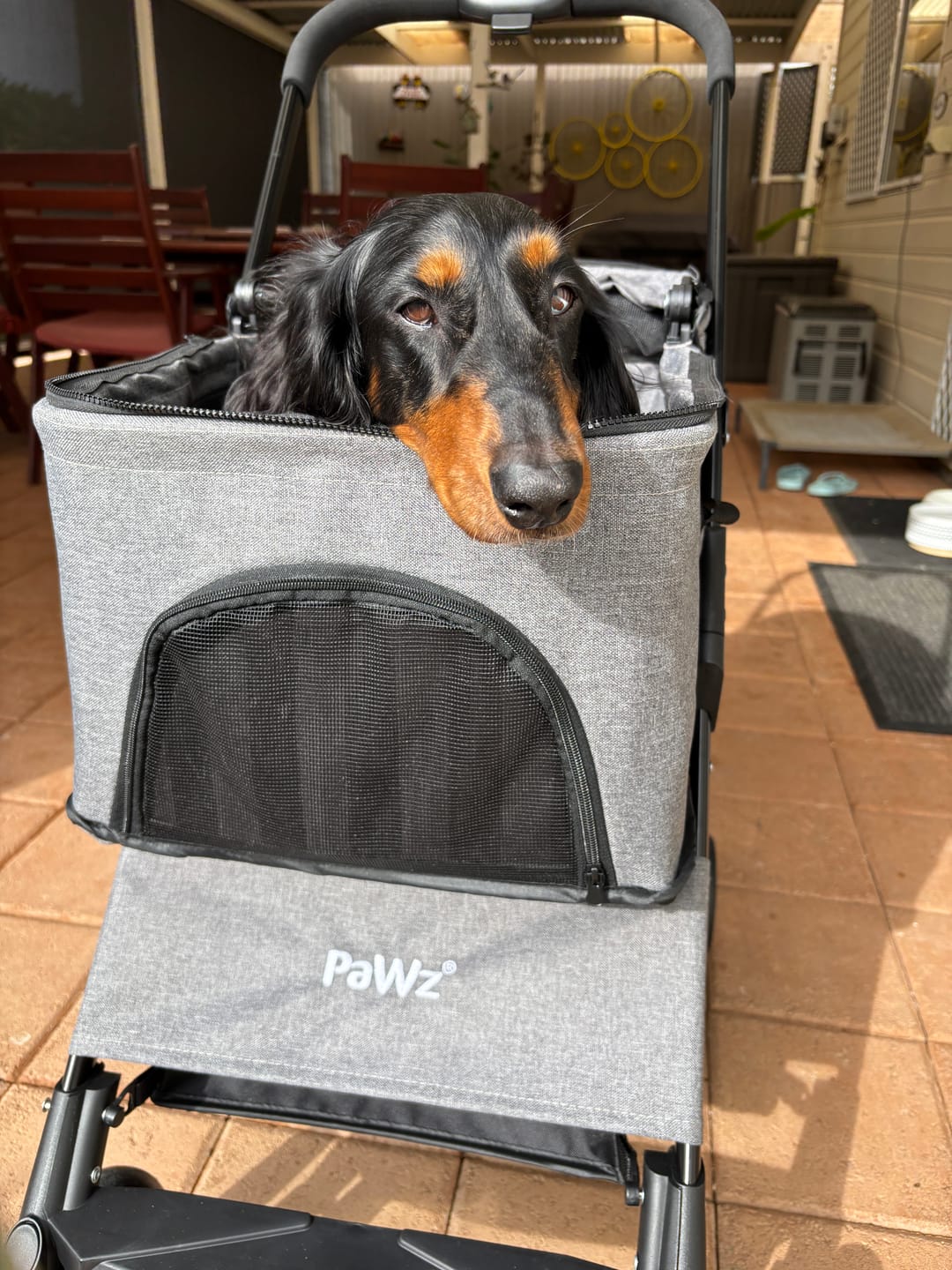 Customer photo review of Large Dog Stroller Cruiser