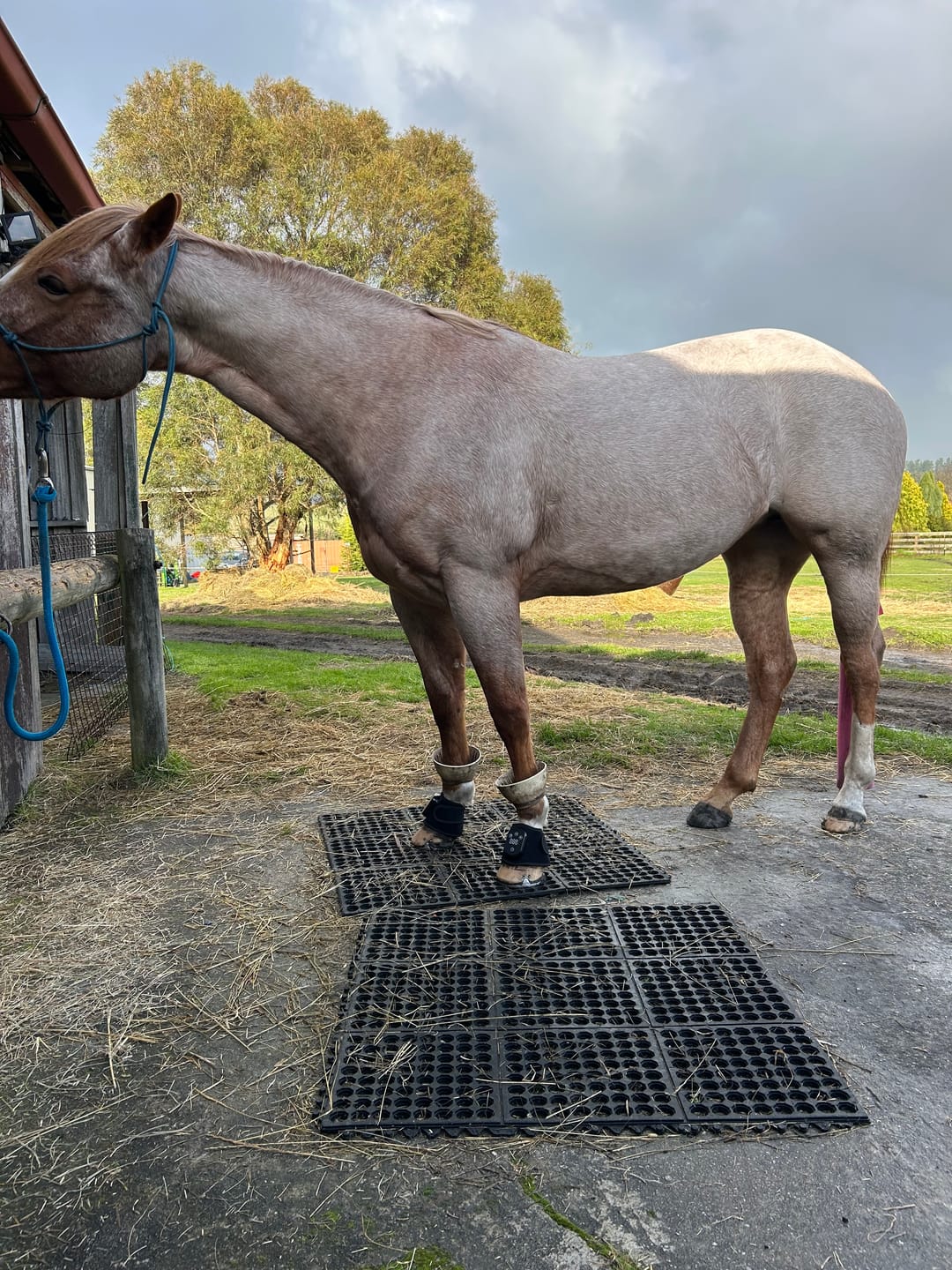 Customer photo review of HorseHalo™ HaloLegs Mini