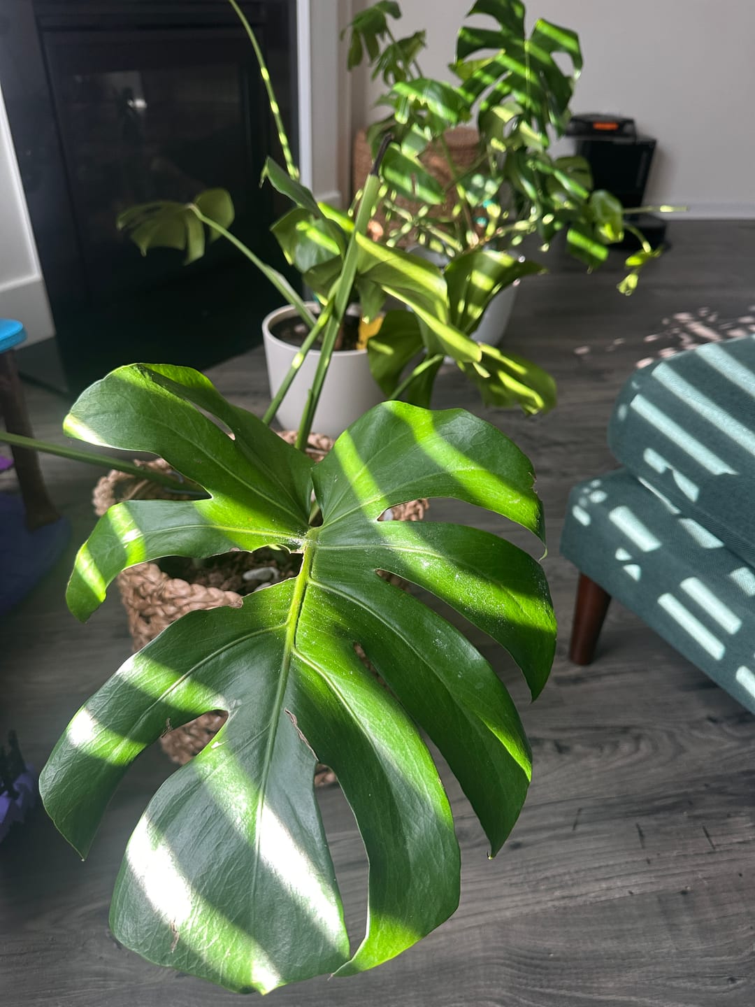 Customer photo review of Houseplant Pest Spray