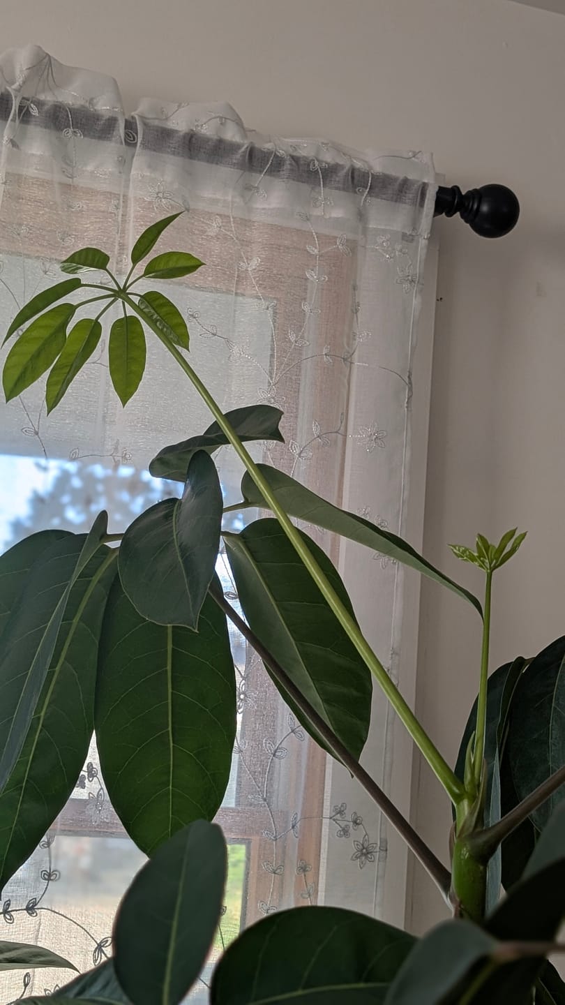 Customer photo review of Plant Food