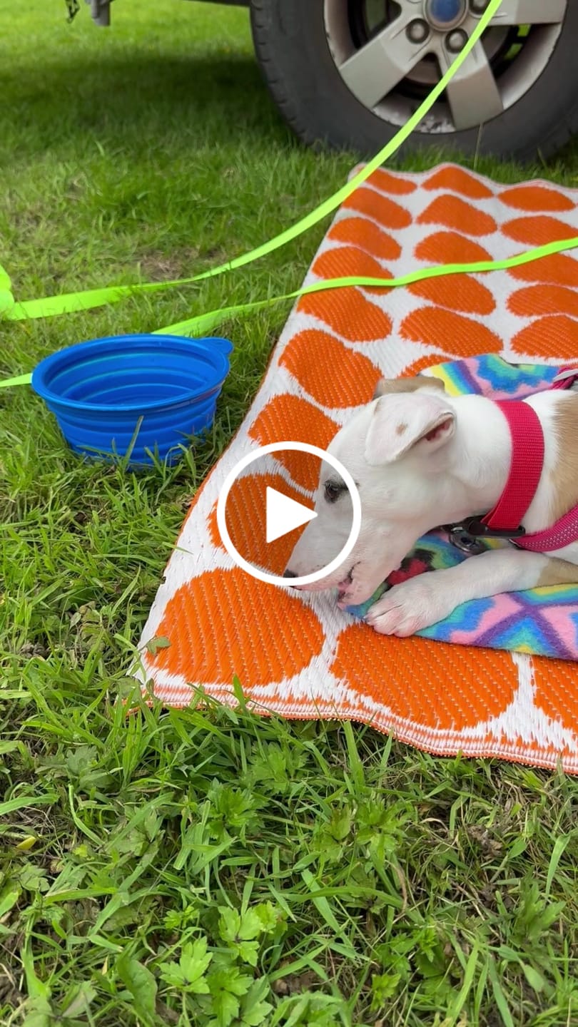 Customer video review of Beef Trachea (200g)