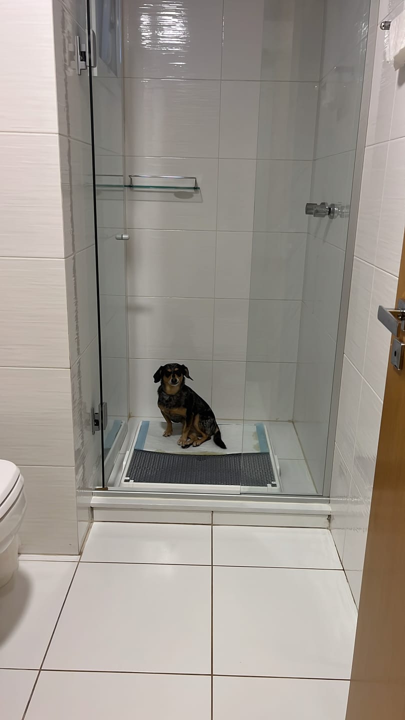 Customer photo review of Weasy Cão | Banheiro inteligente para cachorro