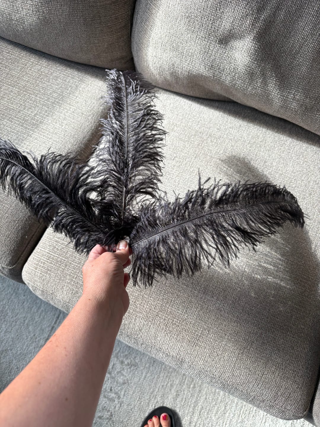 Customer photo review of Ostrich Feather Tail Plumes 13-16" (Black)