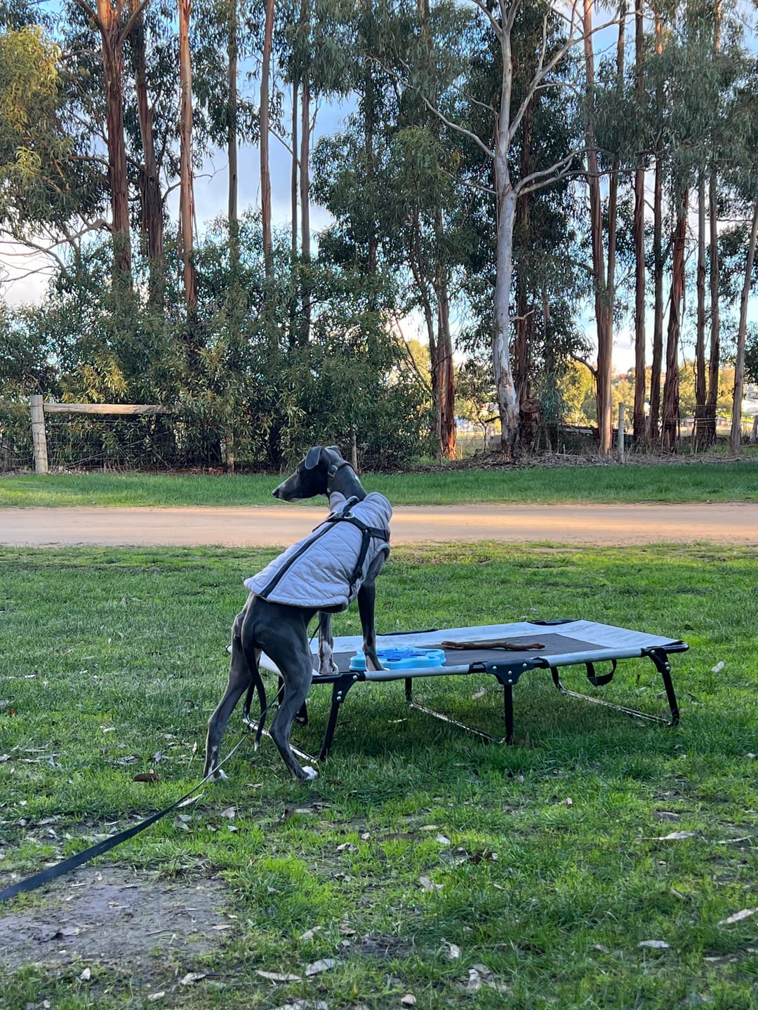Customer photo review of Raised Dog Bed – Foldable Elevated Trampoline