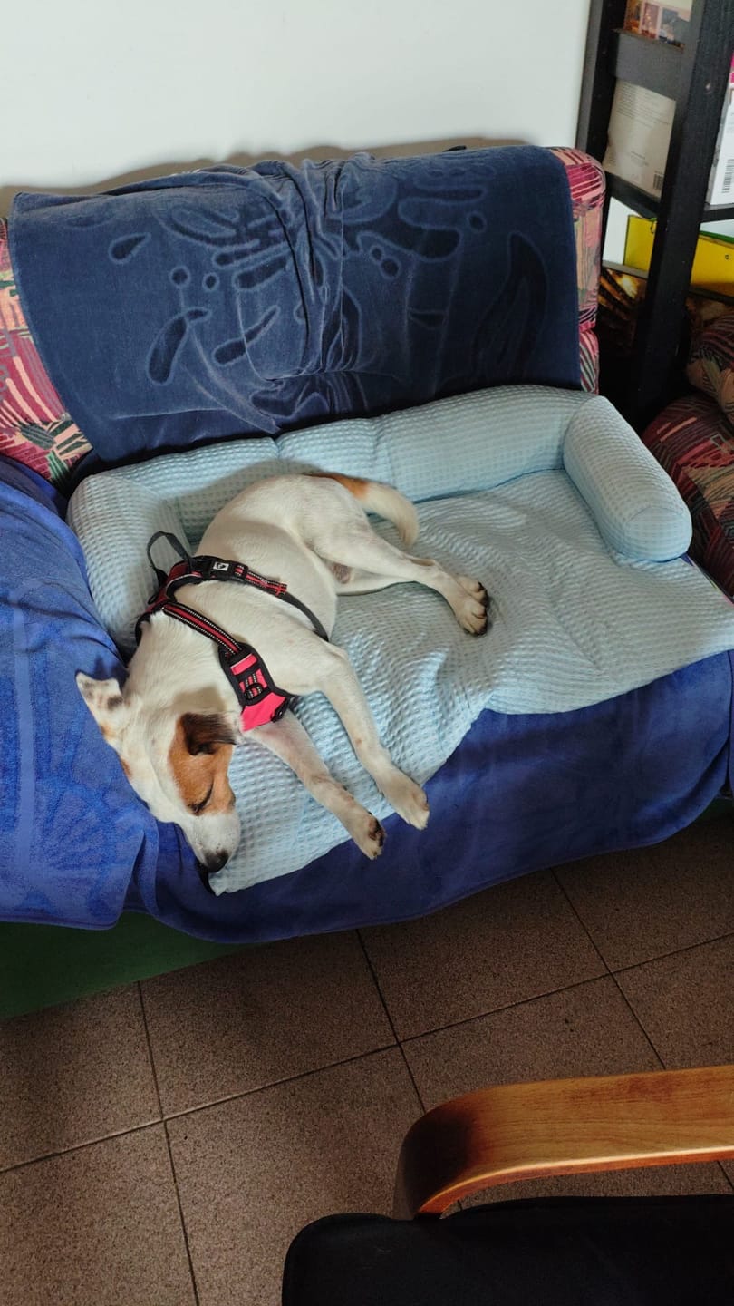 Customer photo review of Frostcore™ Cooling Couch Cover Dog Bed