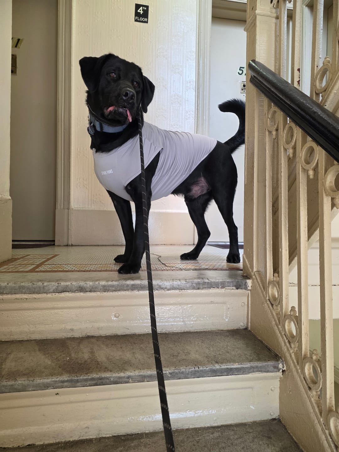 Customer photo review of Sunblock Dog T-Shirt 2-pack