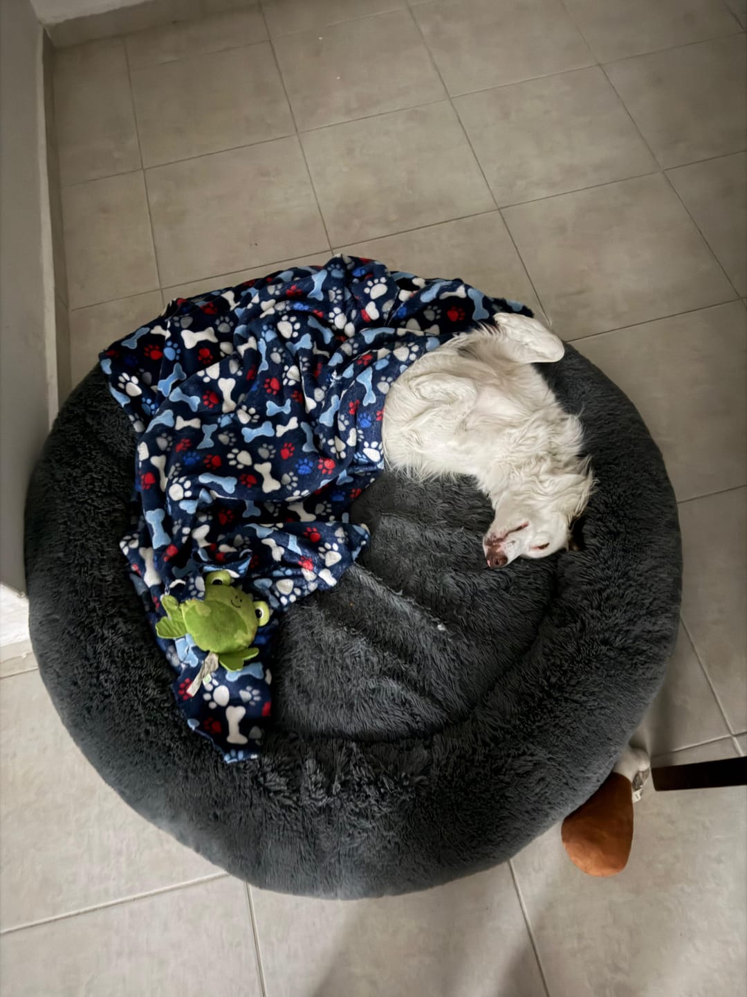 Customer photo review of Cama Antiestrés para Perros
