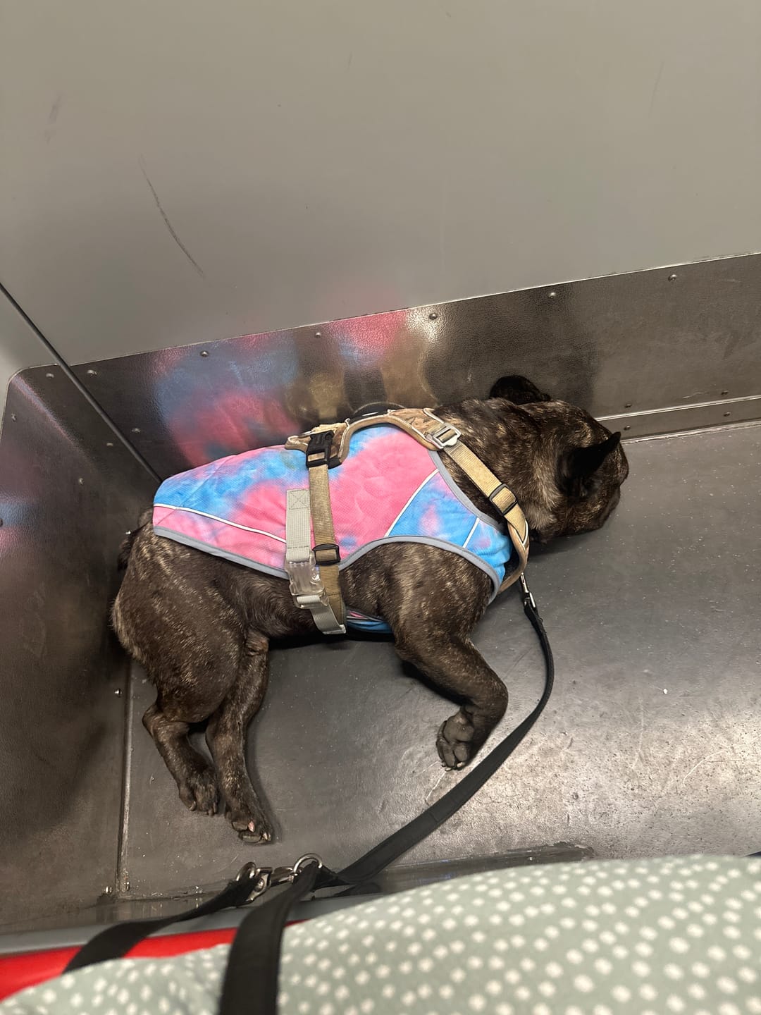 Customer photo review of Chilltech™ Dog Cooling Vest 2 Pack
