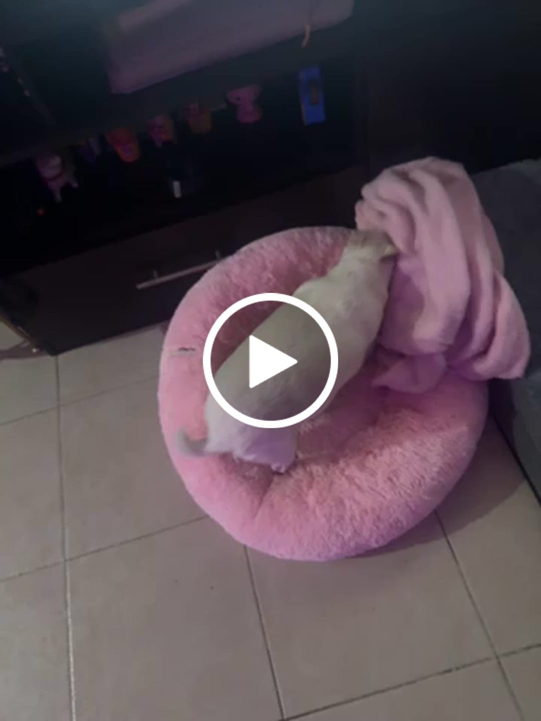 Customer video review of Cama Antiestrés para Perros
