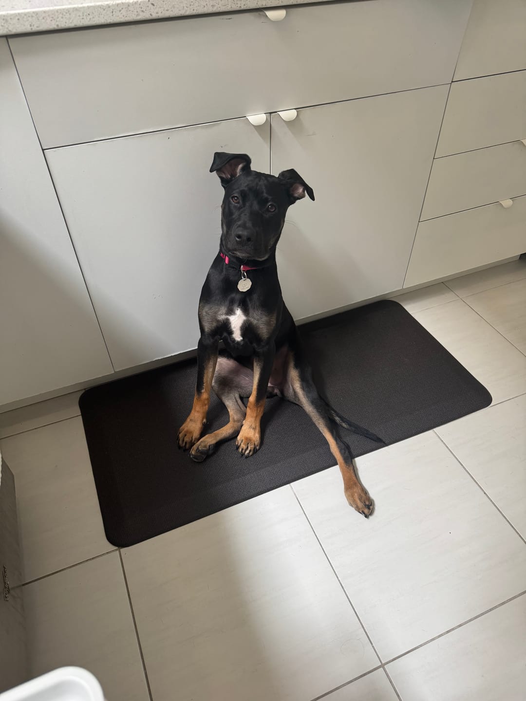Customer photo review of 12 Inch Monster Bully Stick