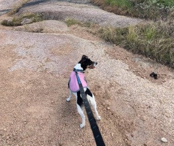 Customer photo review of Gilet rafraîchissant pour chien - Léger et refroidissant