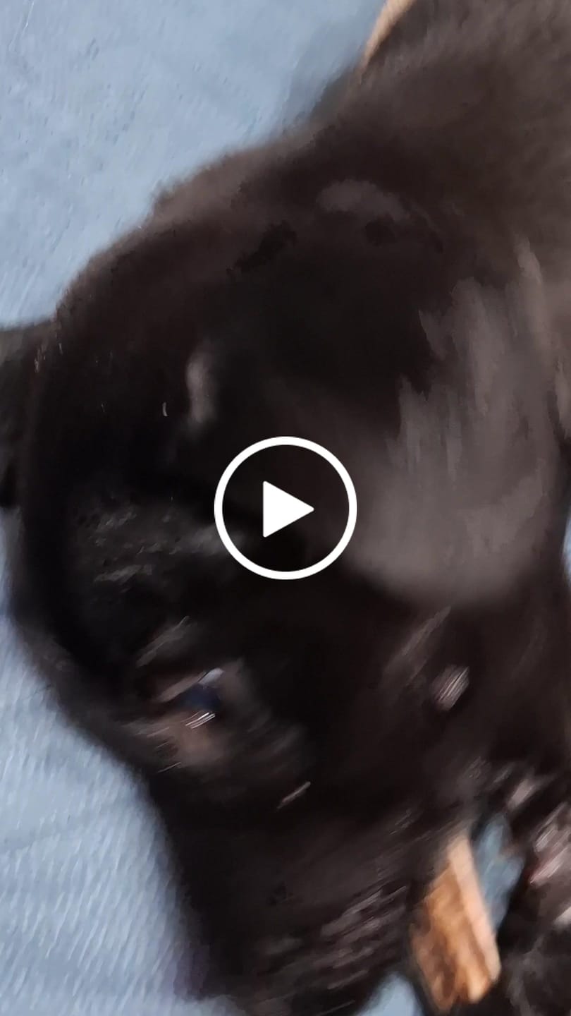 Customer video review of Asta de ciervo para perros - Principiante