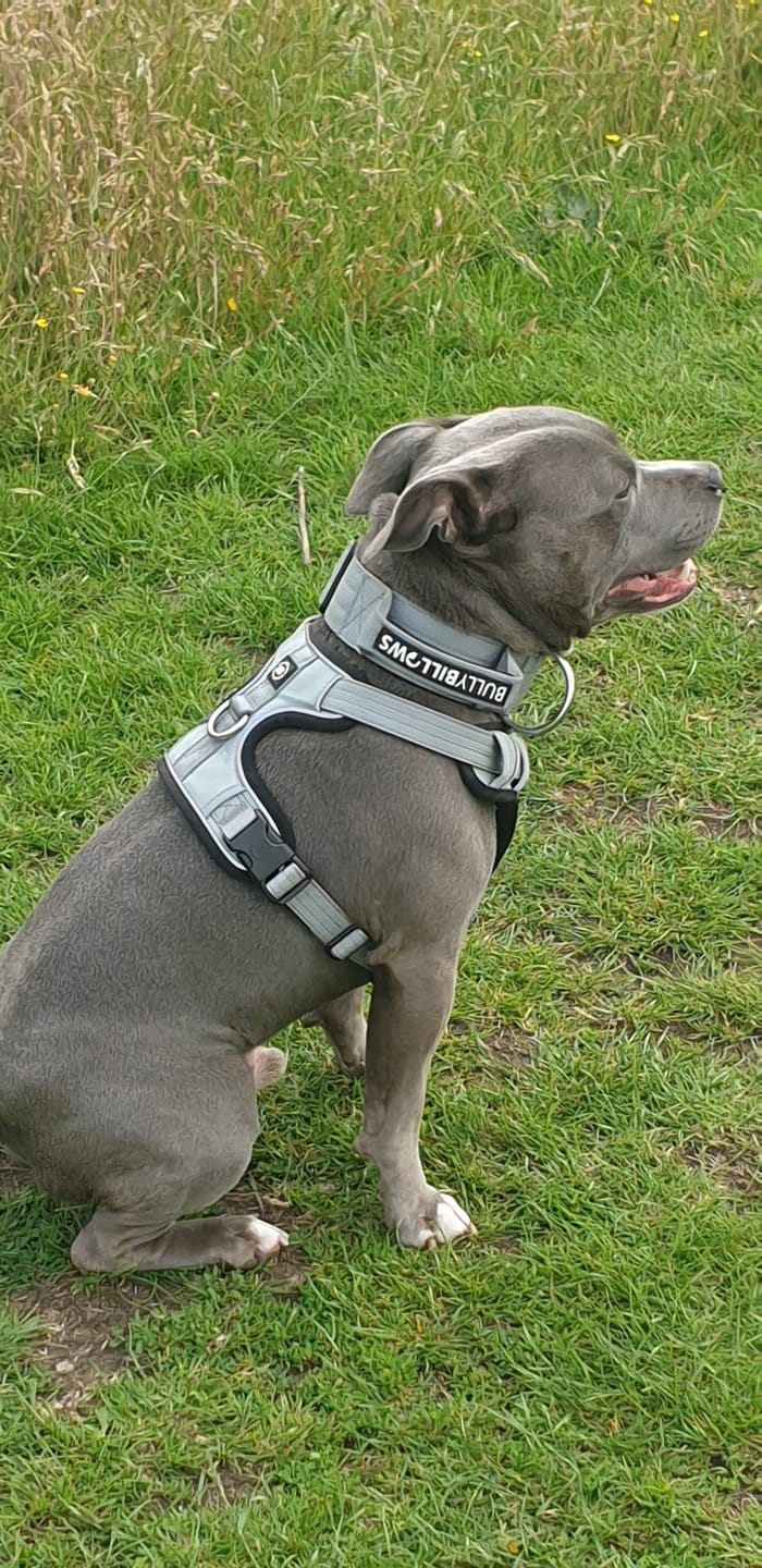 Customer photo review of Harness Seat Belt Safety Strap