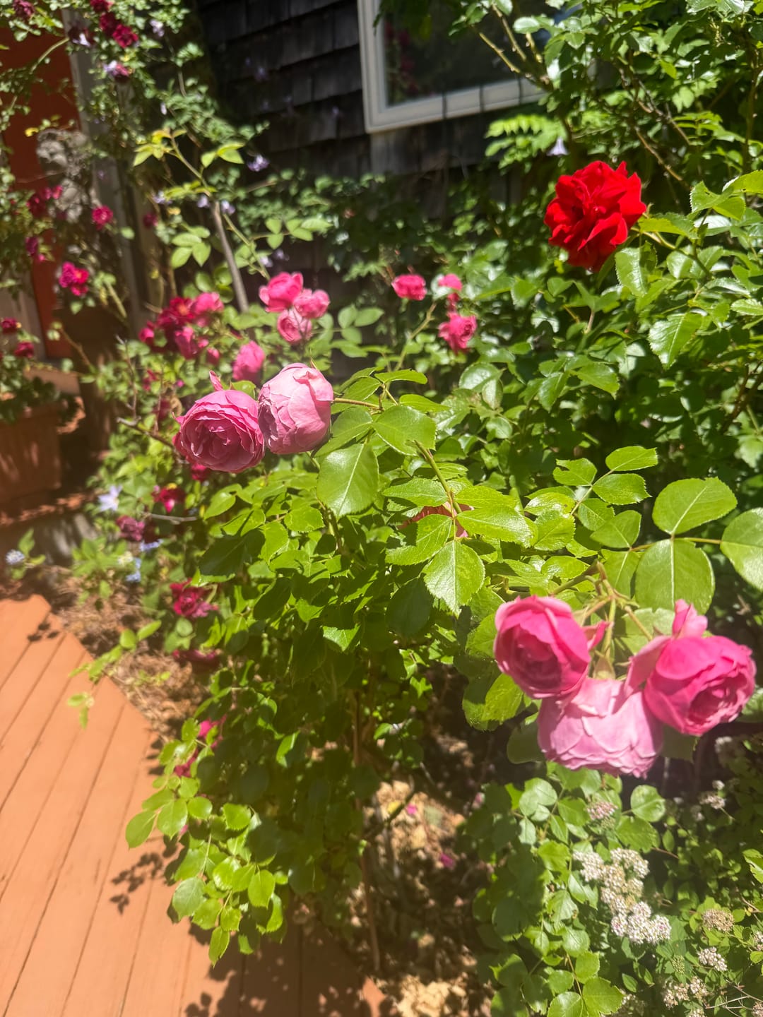 Customer photo review of Bloom Juice Award-Winning Formula