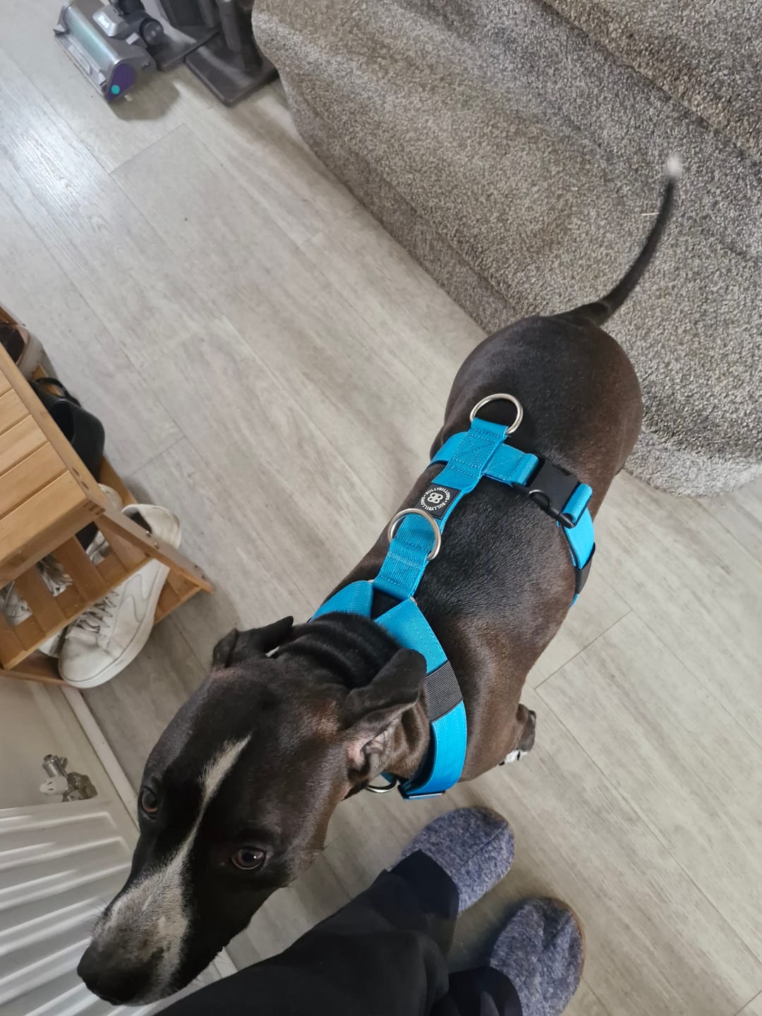 Customer photo review of Anti-Pull TRI-Harness® | Training Dog Harness for All Breeds - Light Blue