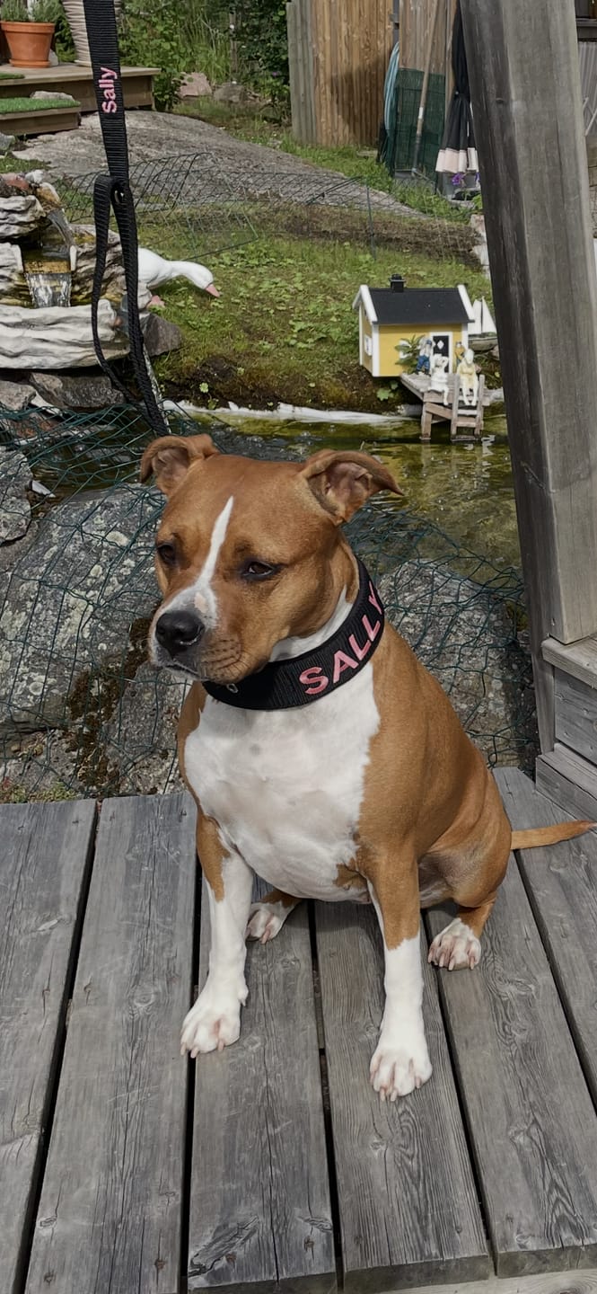 Customer photo review of Hundkoppel med namn