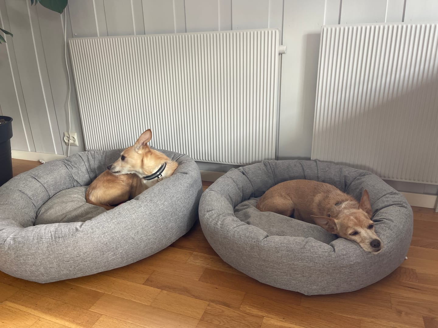 Customer photo review of CalmBed - Motvirker stress & hjelper mot angst
