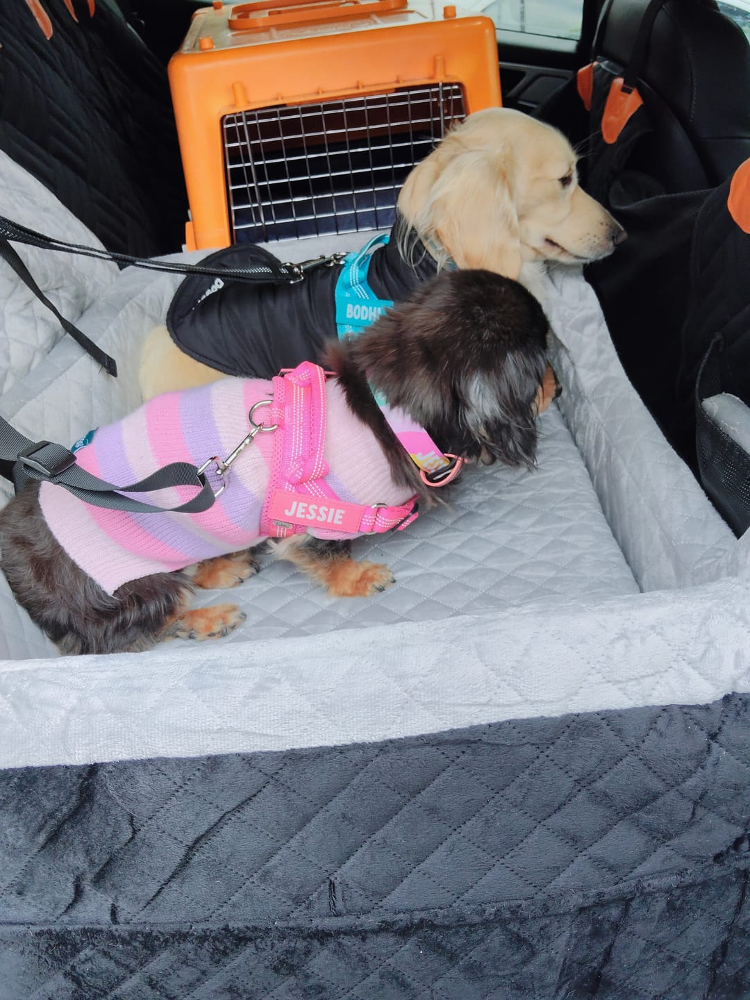 Customer photo review of Dog Car Booster Seat