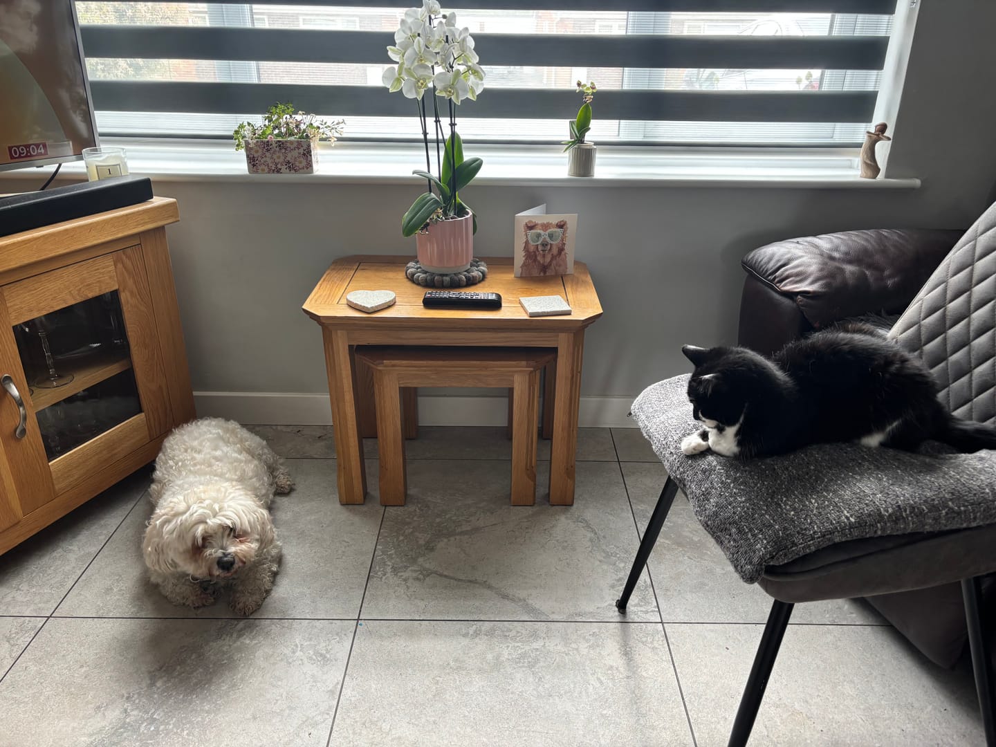 Customer photo review of collagen for dogs