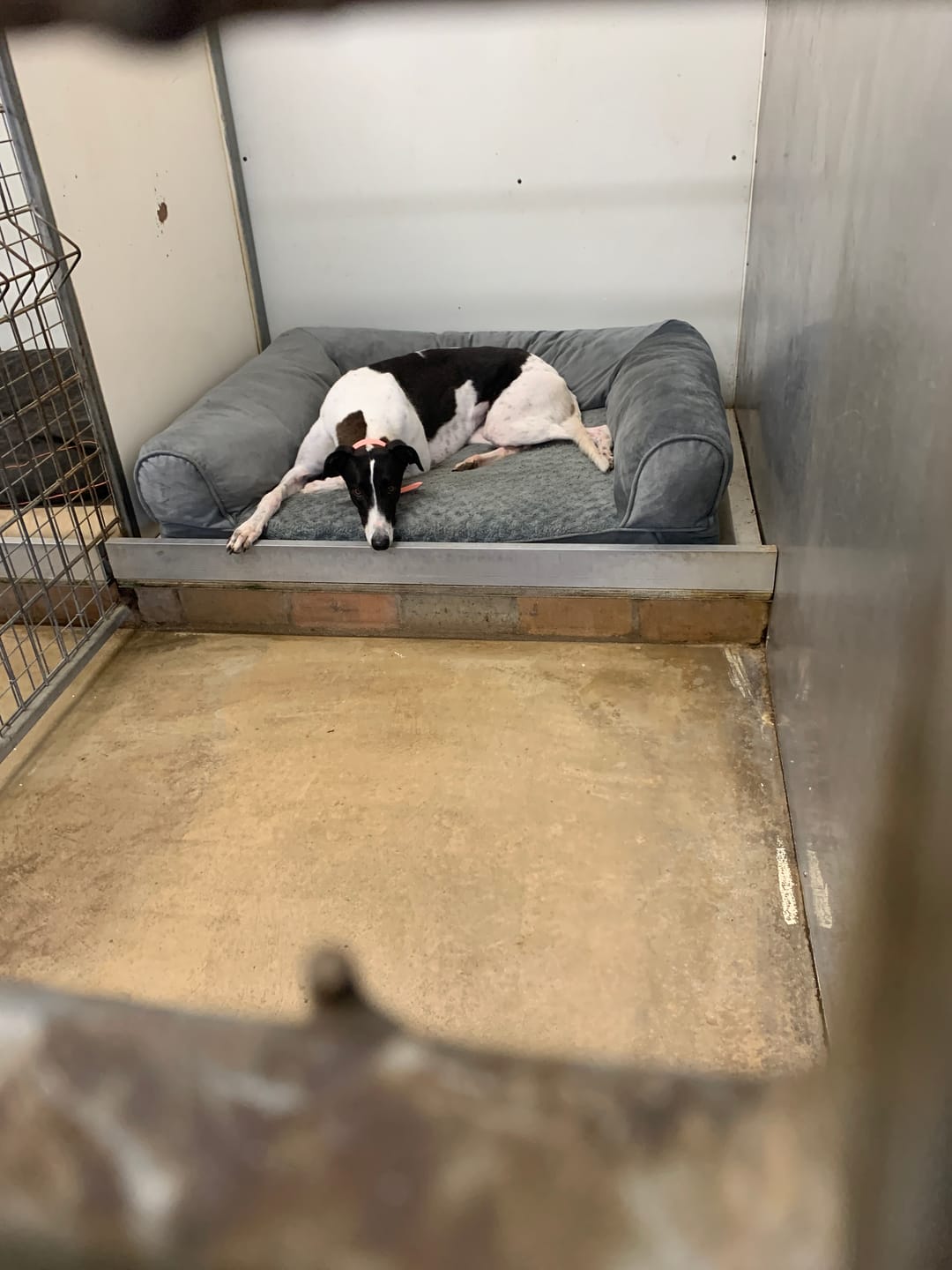 Customer photo review of Pet Sofa Bed