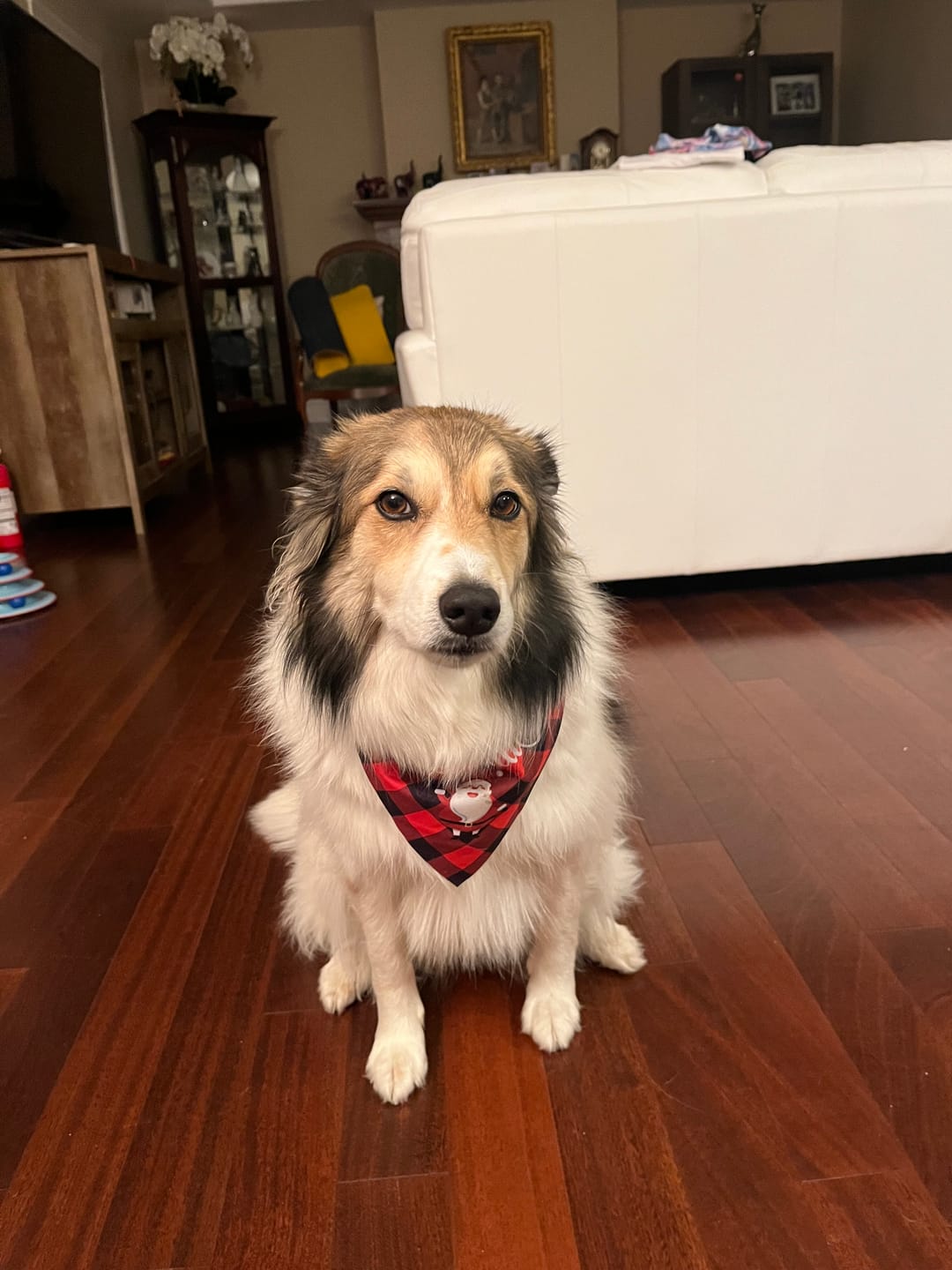 Customer photo review of 12 Inch Beef Jerky Stick