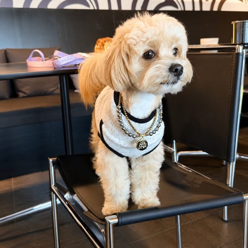Madison's pet wearing a pearl necklace