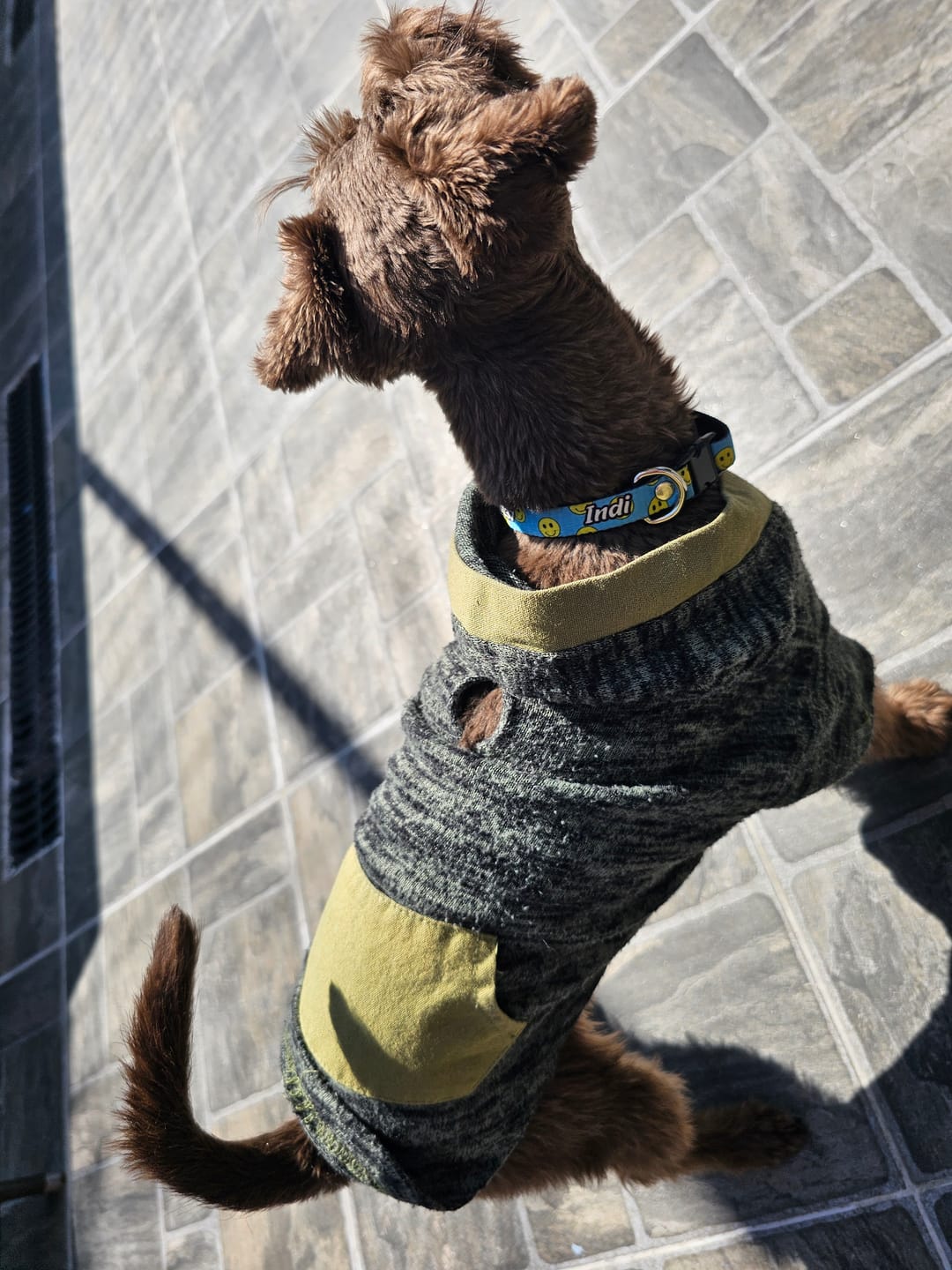 Customer photo review of Collar personalizado: Smiley