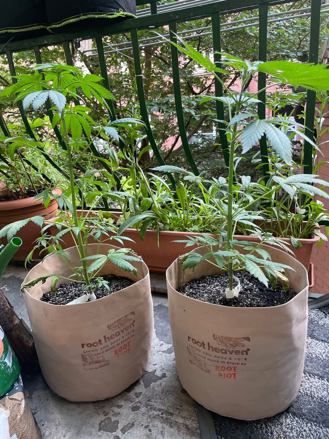 Customer photo review of Root Heaven Stoff Topf