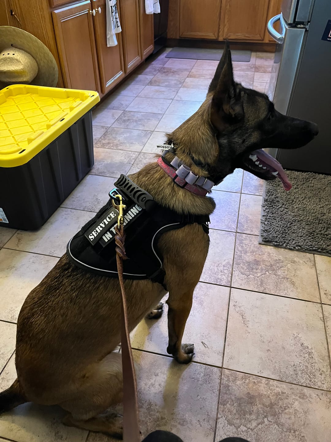 Customer photo review of 4MBH Harness Exchanges