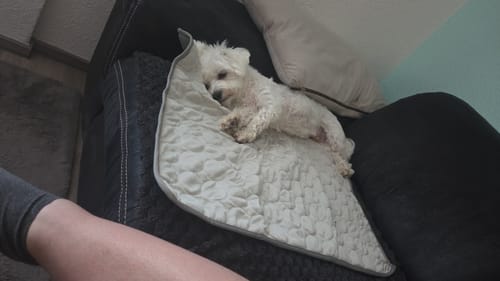 Customer photo review of CoolingMat - Hundekühlmatte