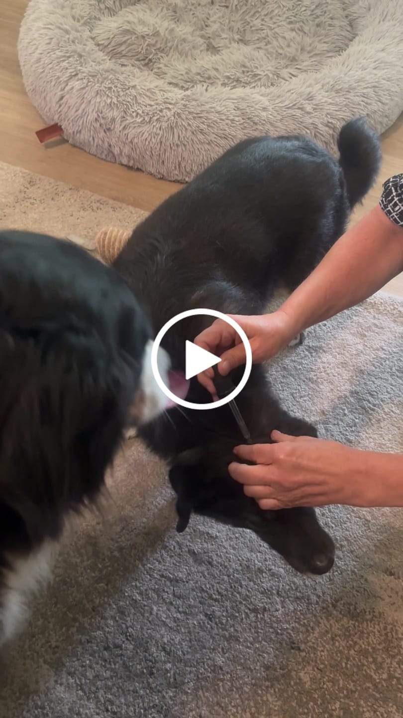 Customer video review of Zpot-on classic für Hunde gegen Zecken, Flöhe, Milben & Mücken [Jahresvorrat]