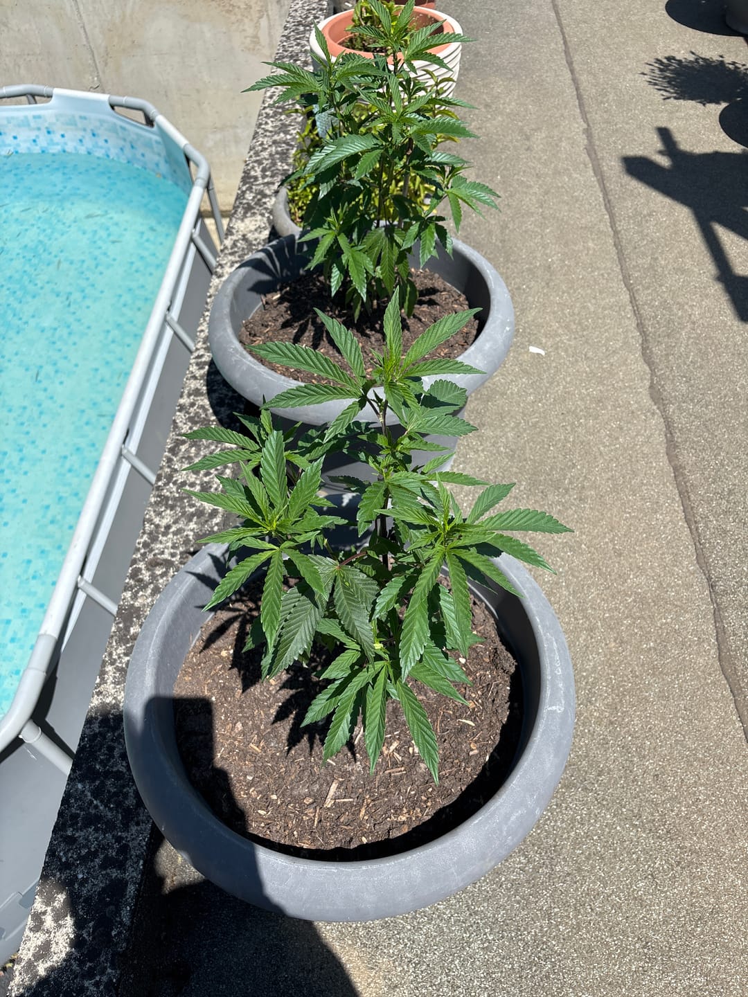 Customer photo review of RS11 Steckling